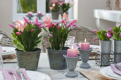 Schlumbergera – Craciunita