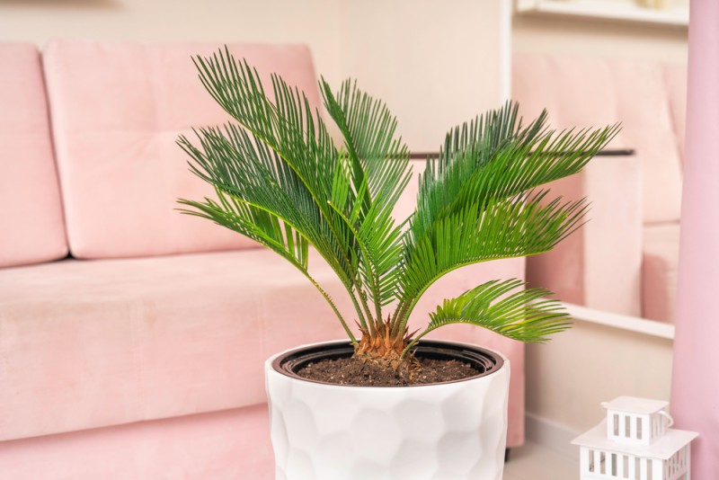 Palmierul de interior Cycas Revoluta