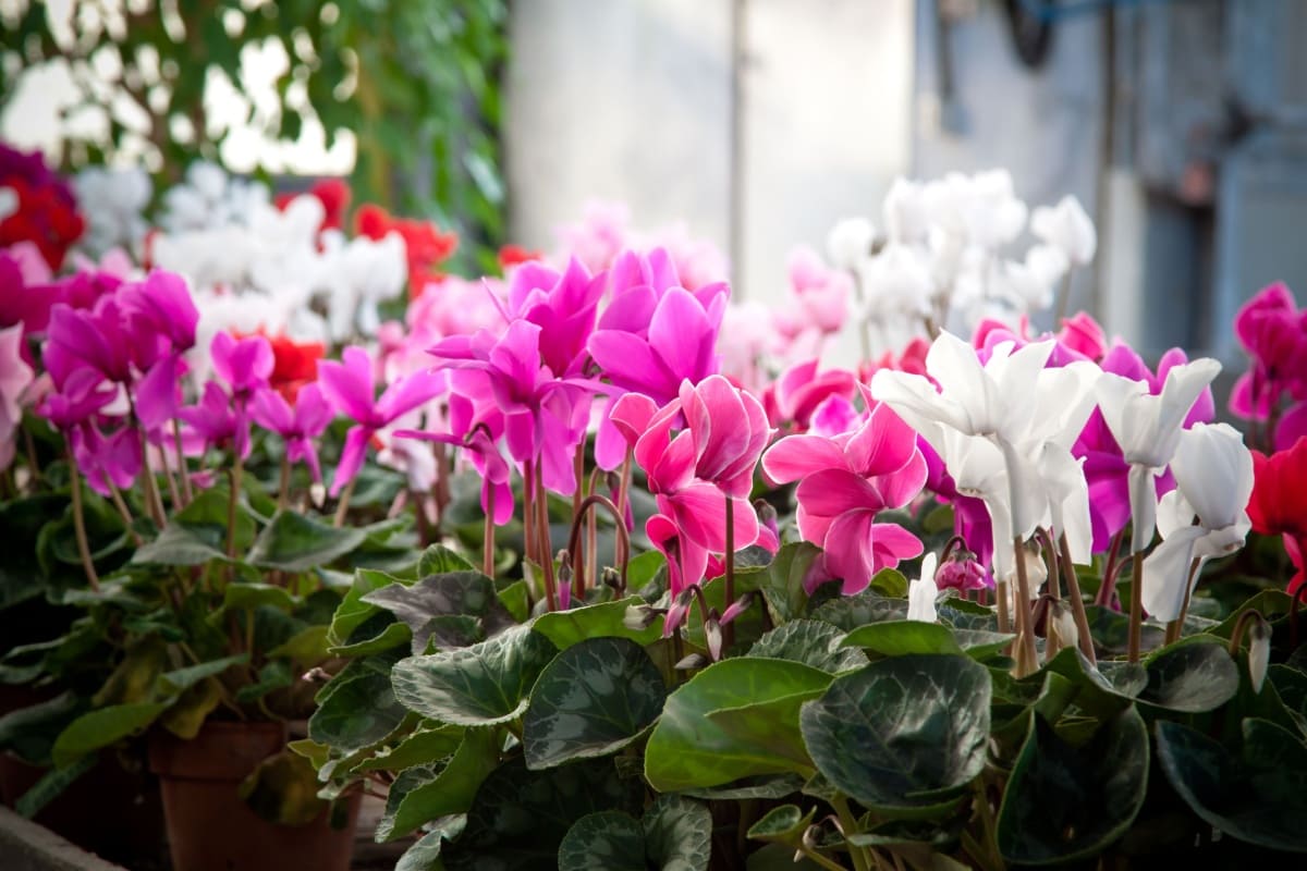 Cyclamen in diverse culori, in ghivece