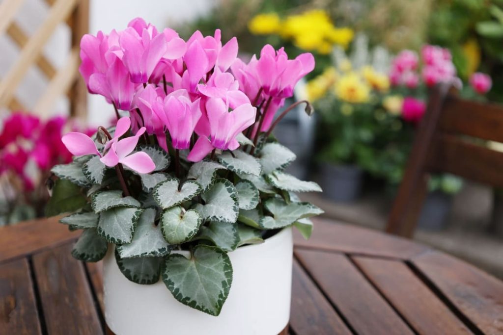 Cyclamen in ghiveci alb, pe masa de lemn in prim-plan
