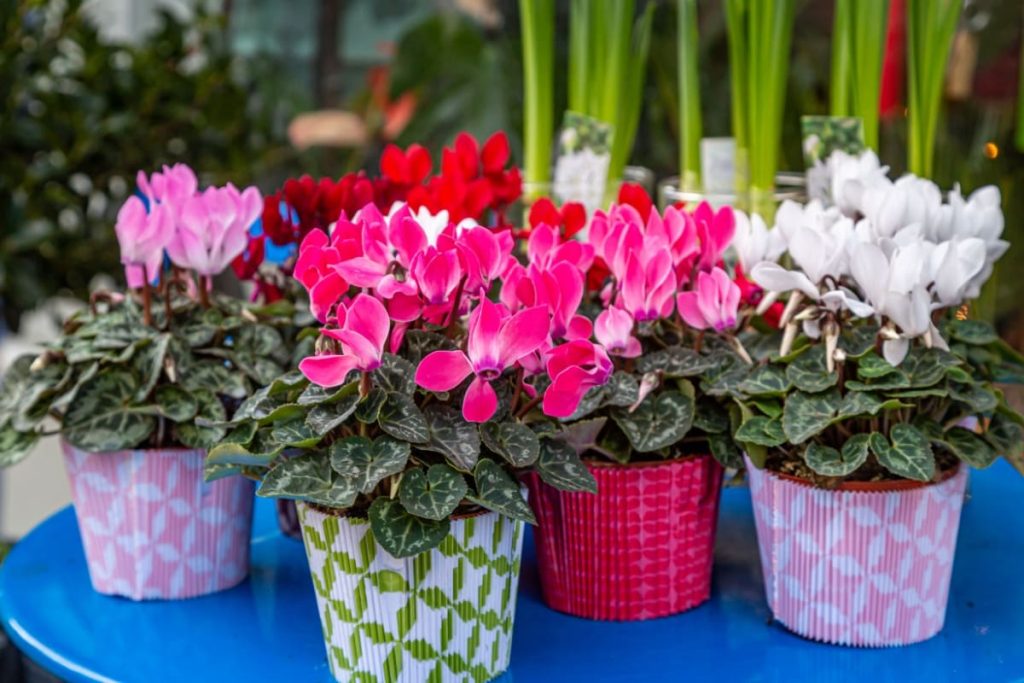 Cyclamen la ghivece, in culori variate 