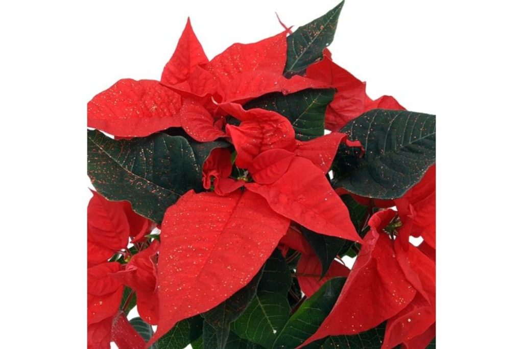Ingrijire floare Craciunita - Euphorbia 