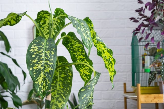 O planta de Dieffenbachia mare si sanatoasa