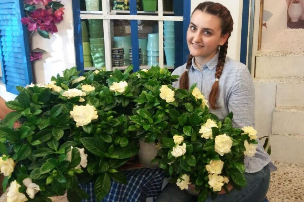 Gardenia ingrijire