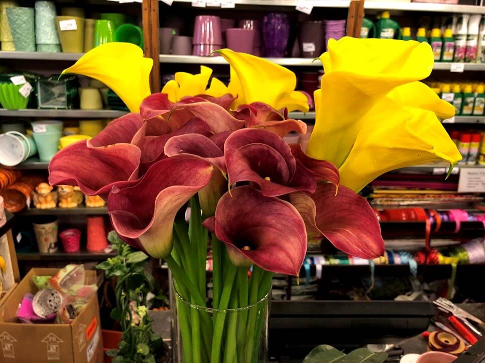 cala - zantedeschia