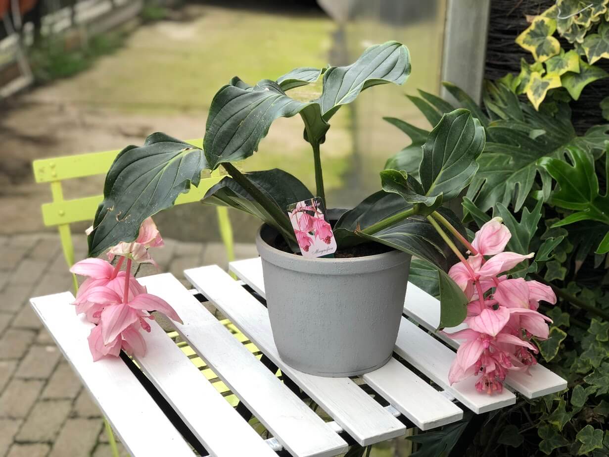  Medinilla Magnifica in ghiveci pe masa alba din lemn, vazuta de sus 