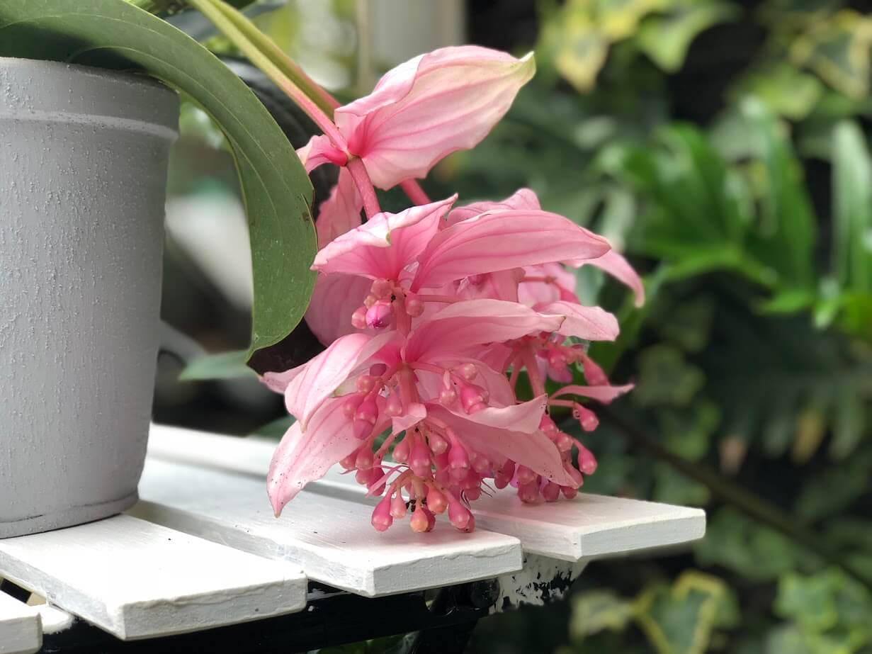 Medinilla Magnifica in ghiveci, focus pe o floare