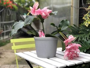 medinilla magnifica in ghiveci