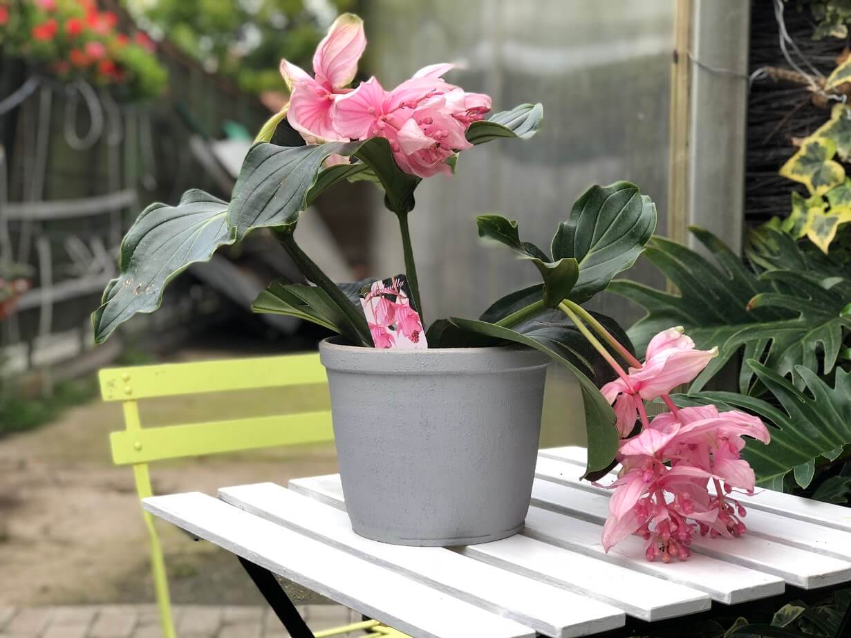 medinilla magnifica in ghiveci