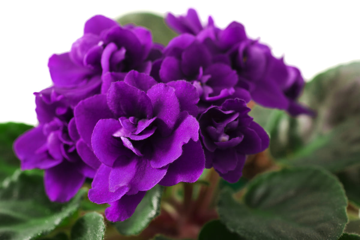 Violete de Parma ingrijire