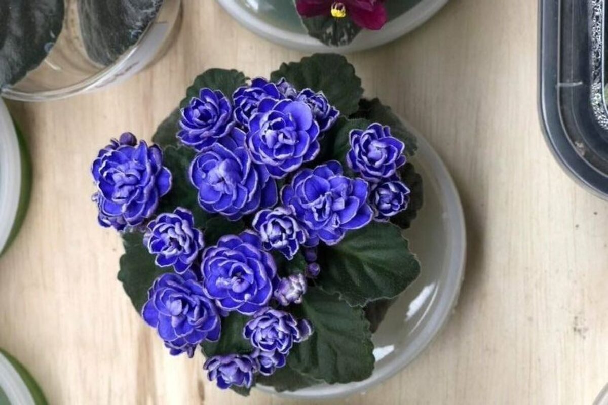 de ce sa alegi Violetele de Parma