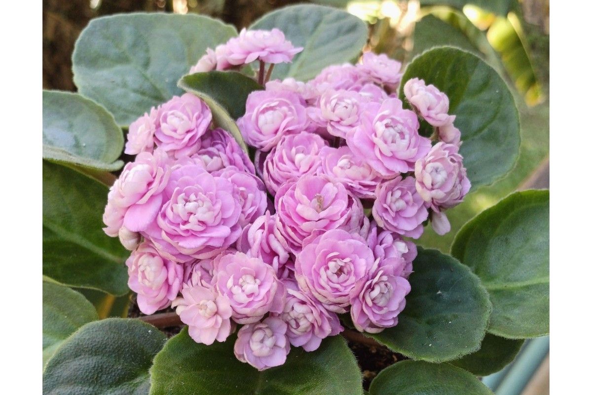 recomandari de ingrijire a Violetelor de Parma