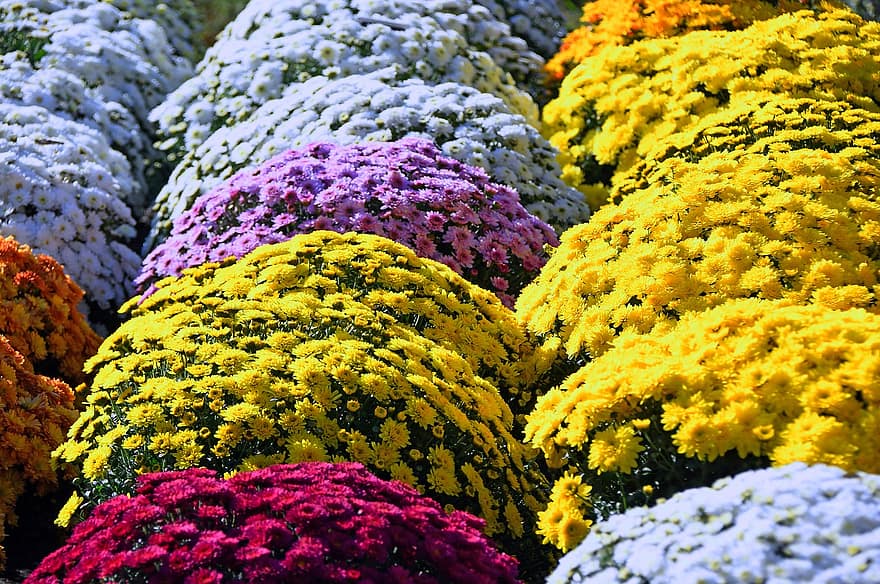 PLANTE CARE SIMBOLIZEAZA TOAMNA. SFATURI DE LA FLORARIA TRIAS