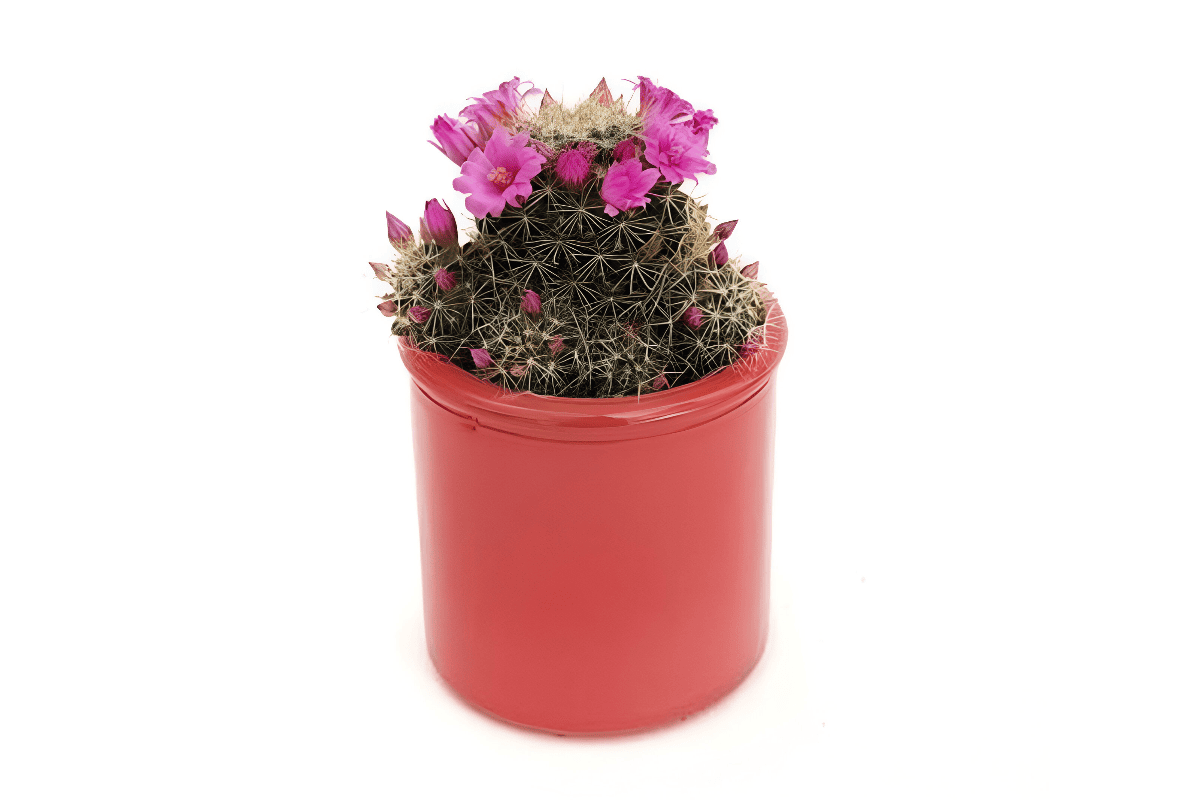 curiozitati despre cactusi