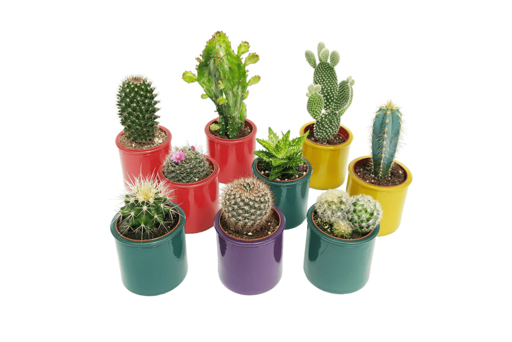lucruri interesante despre cactusi