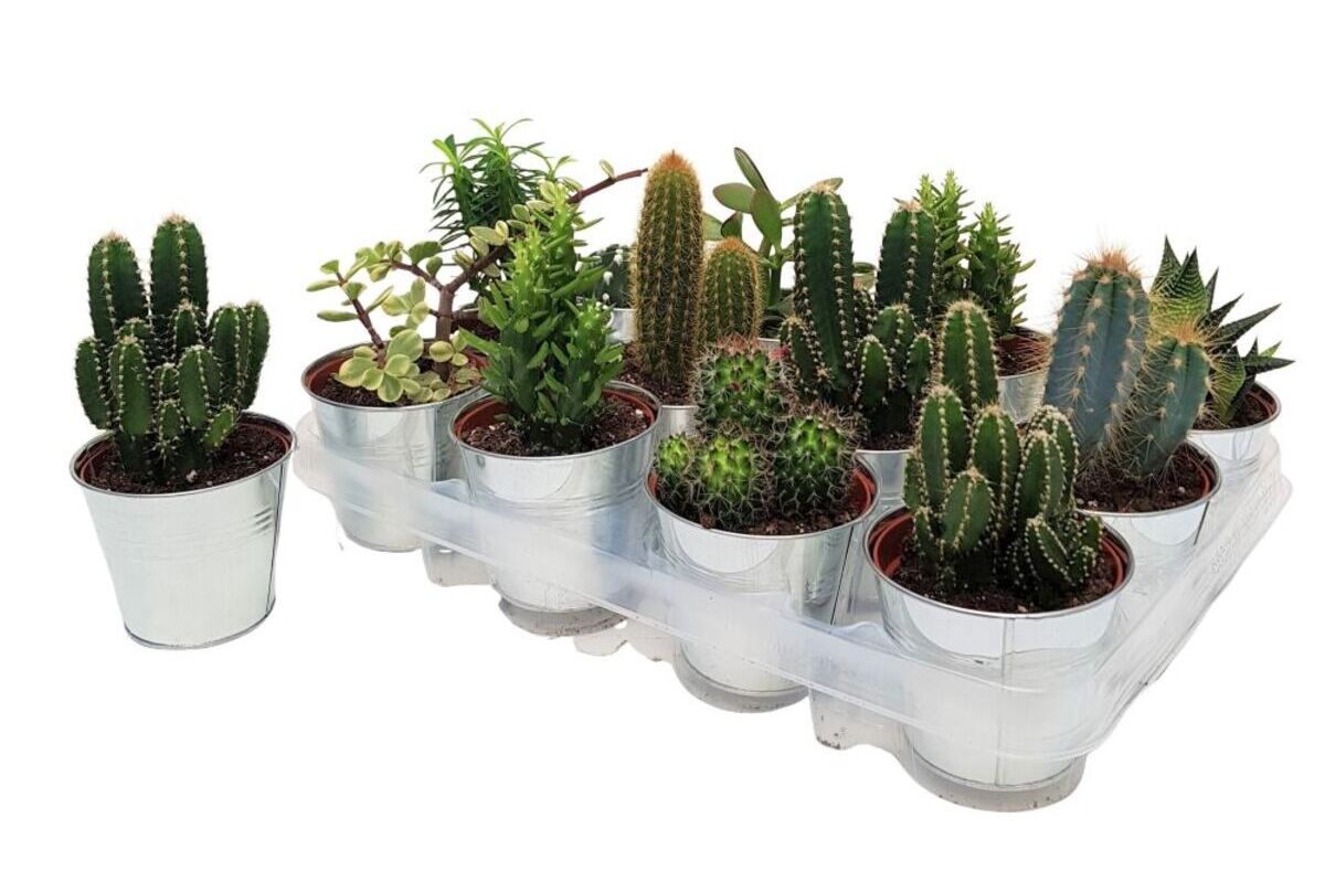 recomandari de cactusi