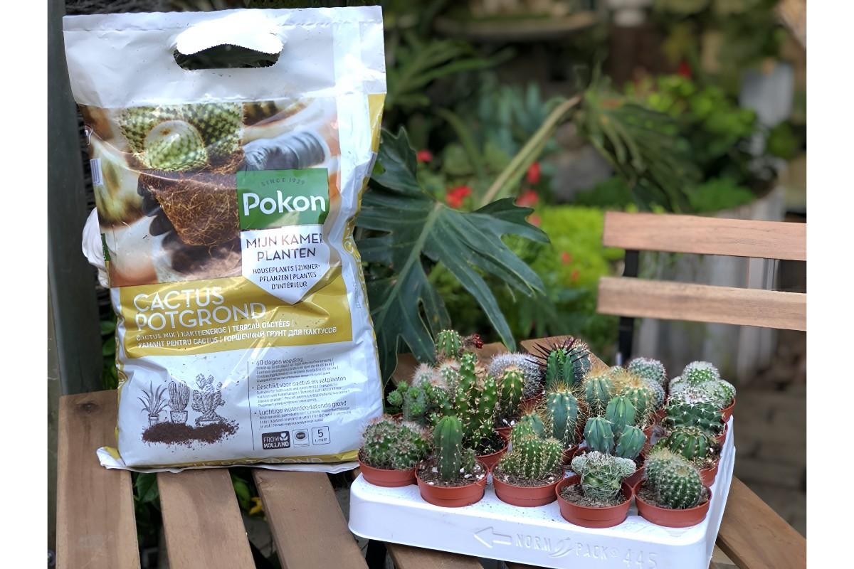 sfaturi pentru ingrijirea cactusilor