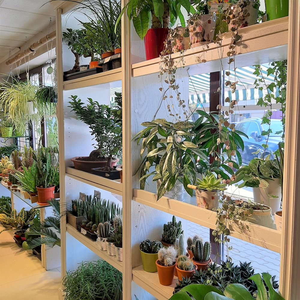 Noua Florarie Trias – Str. Erou Iancu Nicolae 8