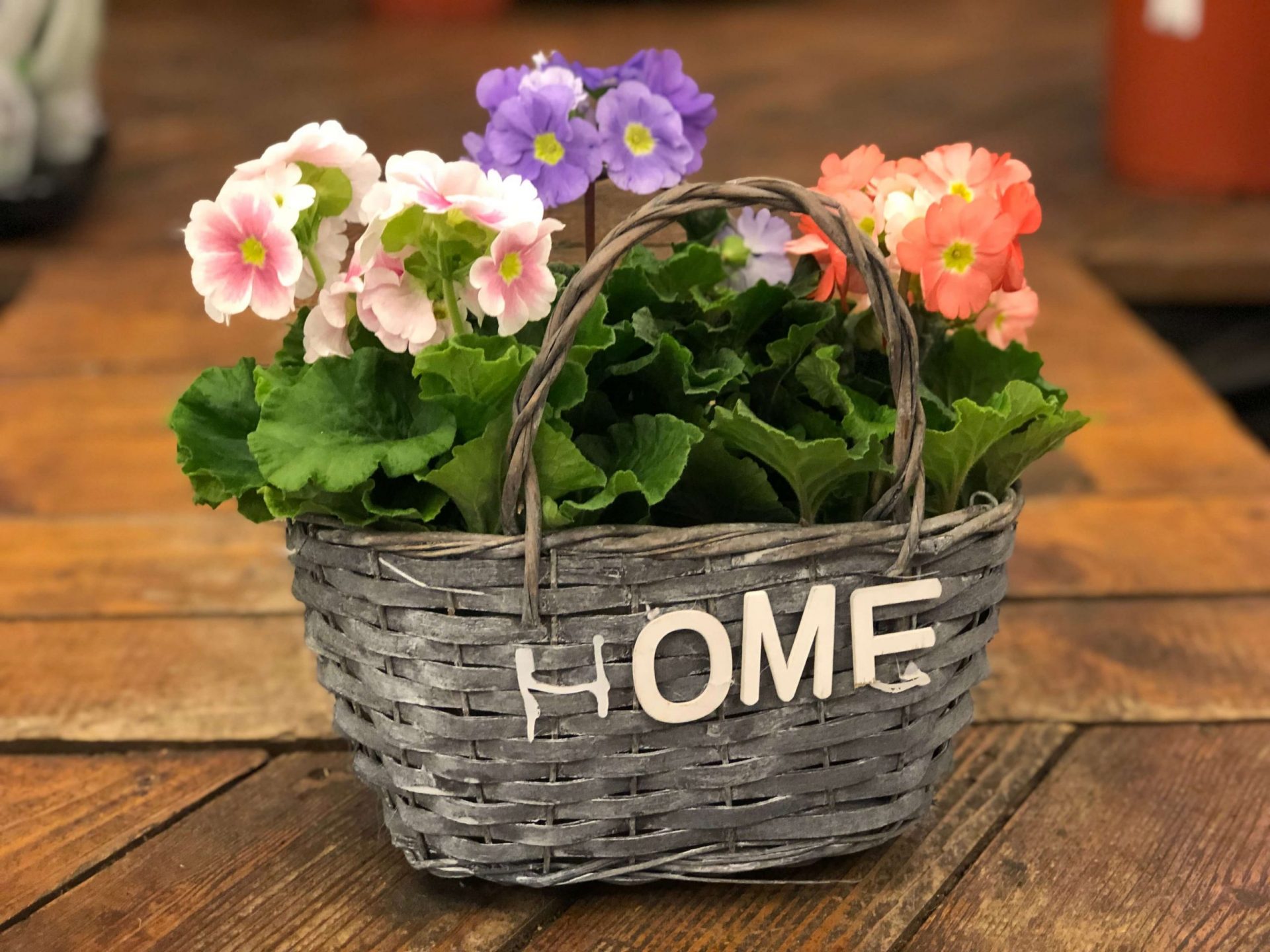 Primula in trei culori diferite, intr-un cos