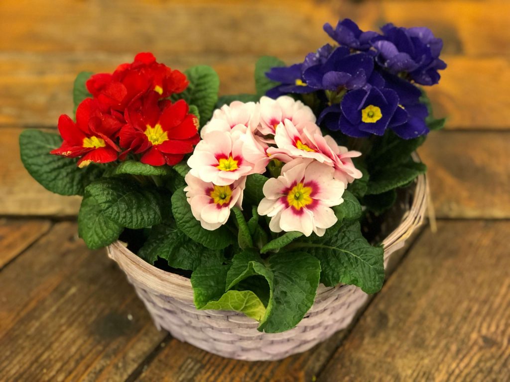 3 tipuri de Primula in cos