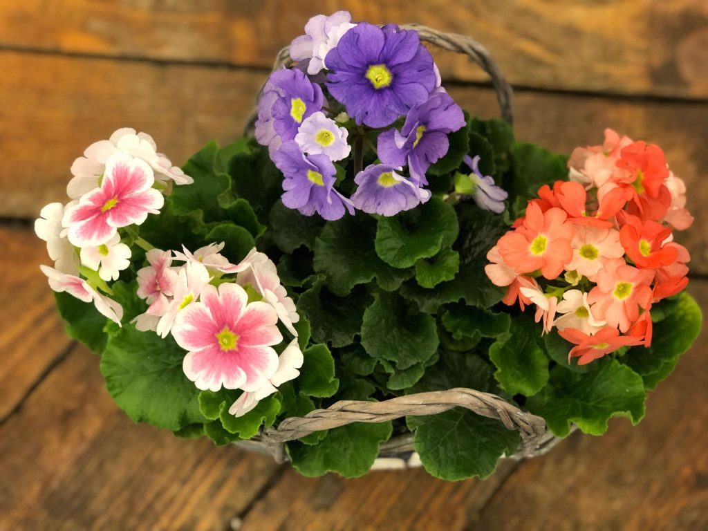  Primula Obconica inflorita 