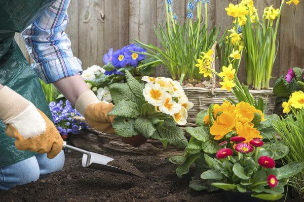  Persoana planteaza Primula in gradina 