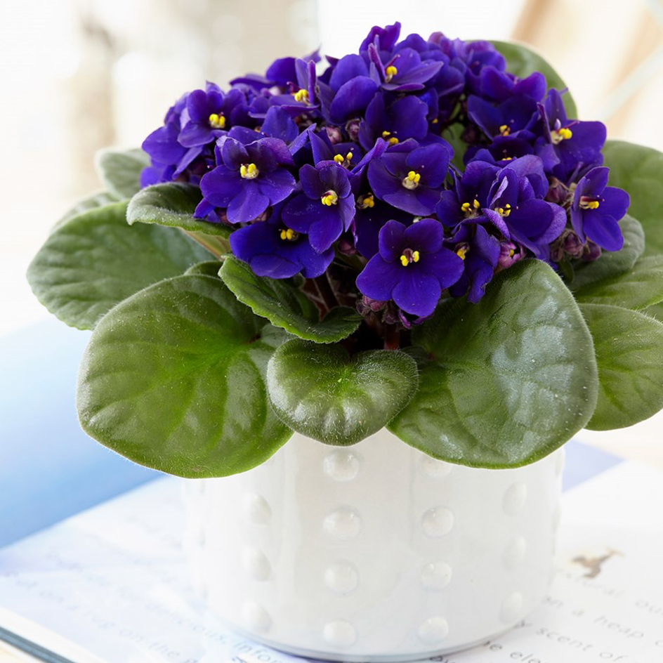 violeta africana