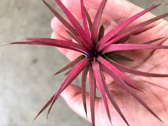Inmultirea la bromelii