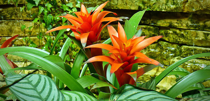Stii sa ingrijesti bromelia?