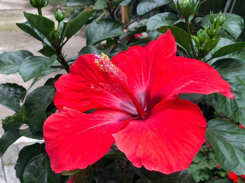 detaliu hibiscus