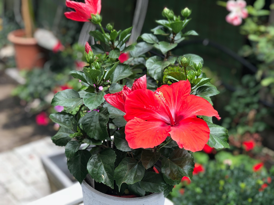floare de hibiscus