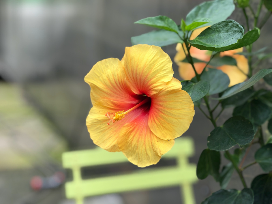 floare galbena de hibiscus