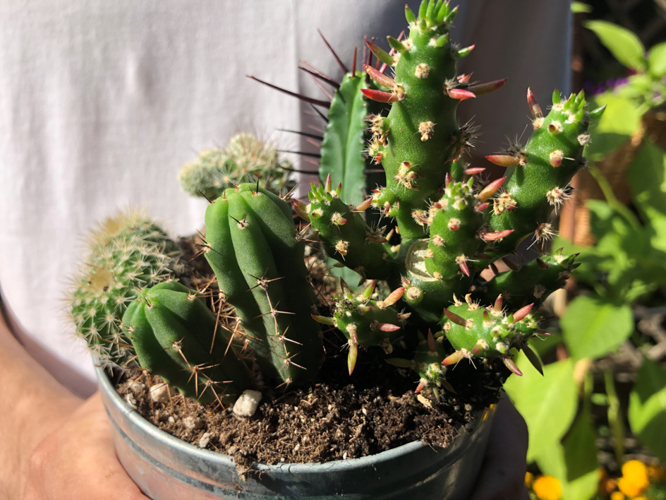 gradina cu cactusi