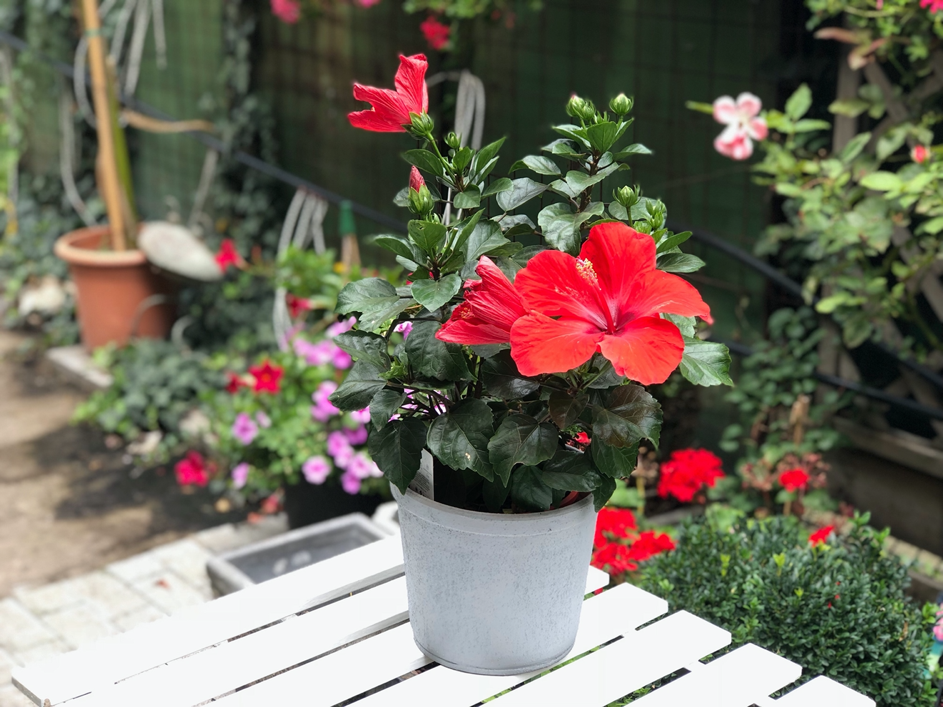 hibiscus la ghiveci