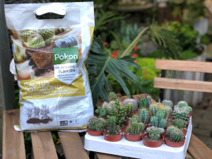 pamant de cactusi