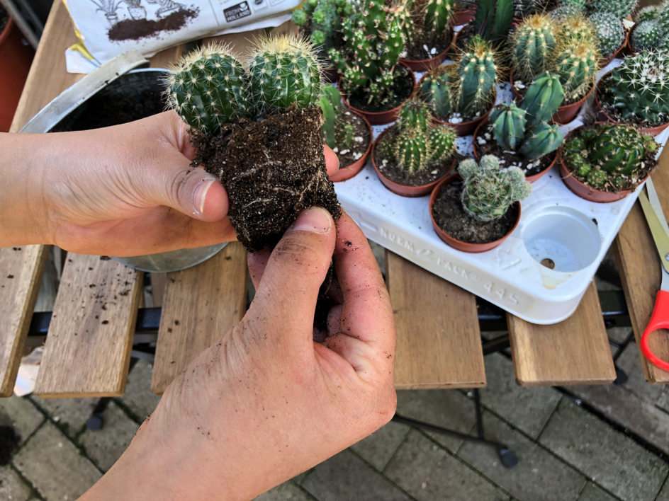 radacini cactus