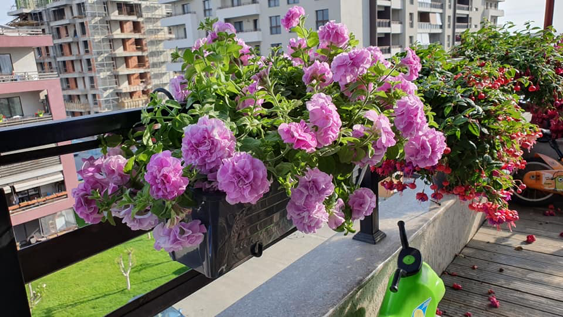 petunia in jardiniere santino