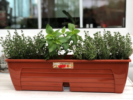 plante aromatice in ghivece cu auto-udare