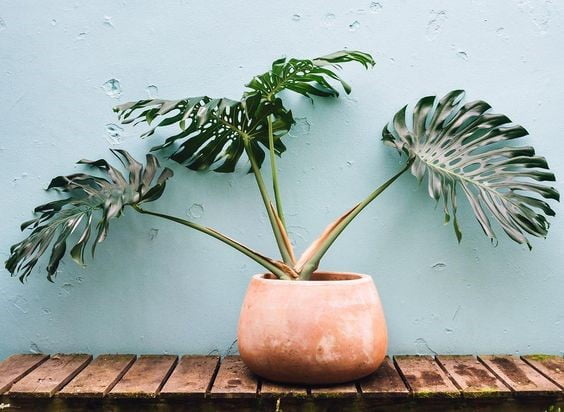 CUM INGRIJIM MONSTERA DELICIOSA? SFATURI DE LA FLORARIA TRIAS