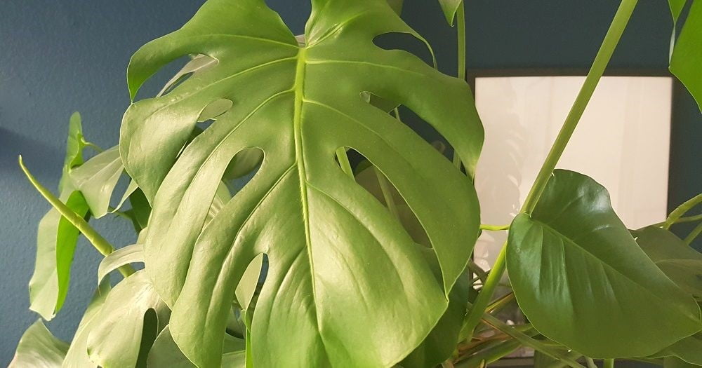 CUM INGRIJIM MONSTERA DELICIOSA? SFATURI DE LA FLORARIA TRIAS