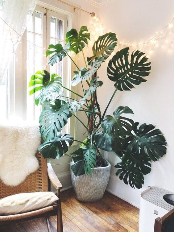 CUM INGRIJIM MONSTERA DELICIOSA? SFATURI DE LA FLORARIA TRIAS