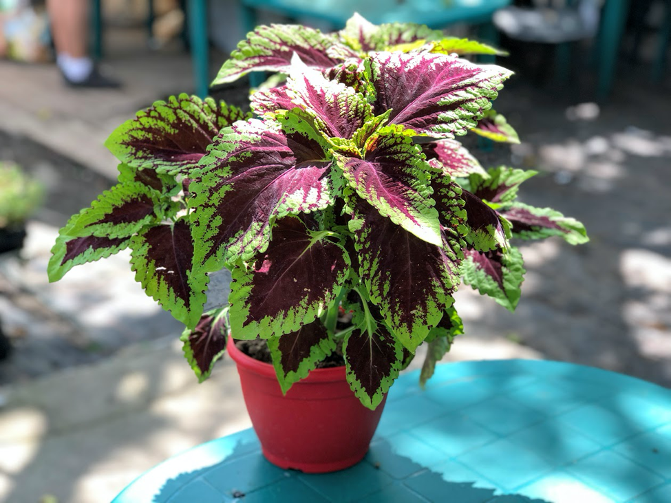 coleus la ghiveci