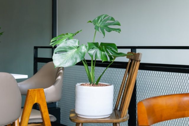 monstera deliciosa la ghiveci in apartament