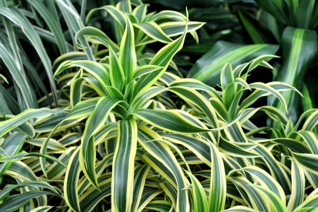  Dracaena Lemon Lime 