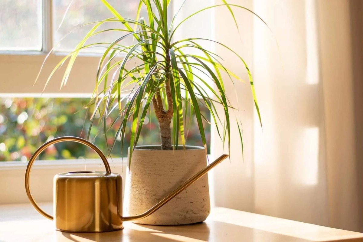 Dracaena Marginata