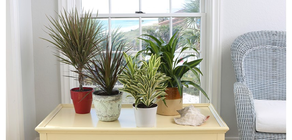 dracaena-floraria trias