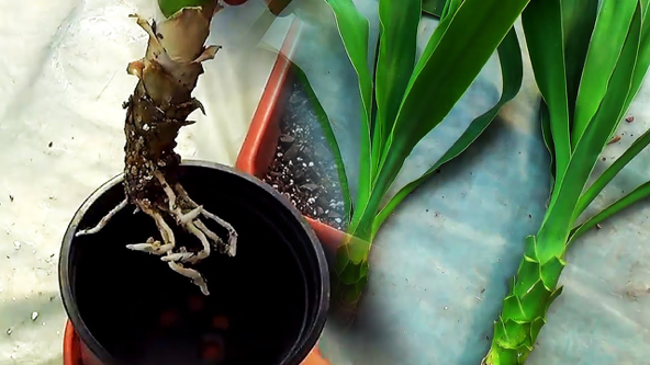 inmultire yucca-floraria trias