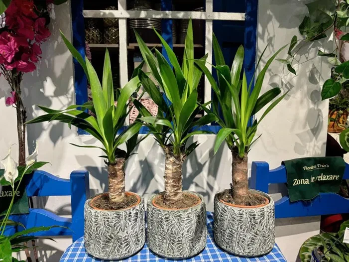 yucca 3 plante in ghivece