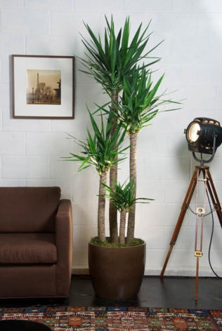 yucca de apartament-floraria trias