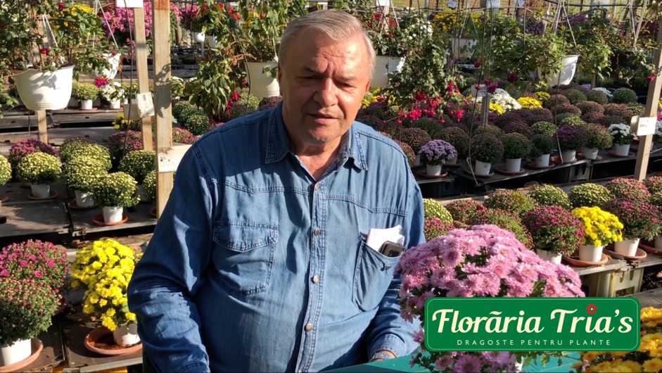 crizantema-floraria trias